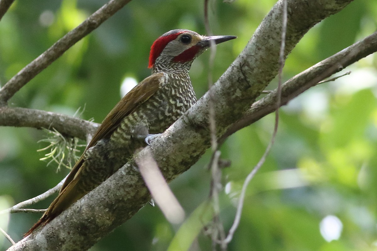 Golden-olive Woodpecker (Bronze-winged) - Mark L. Hoffman
