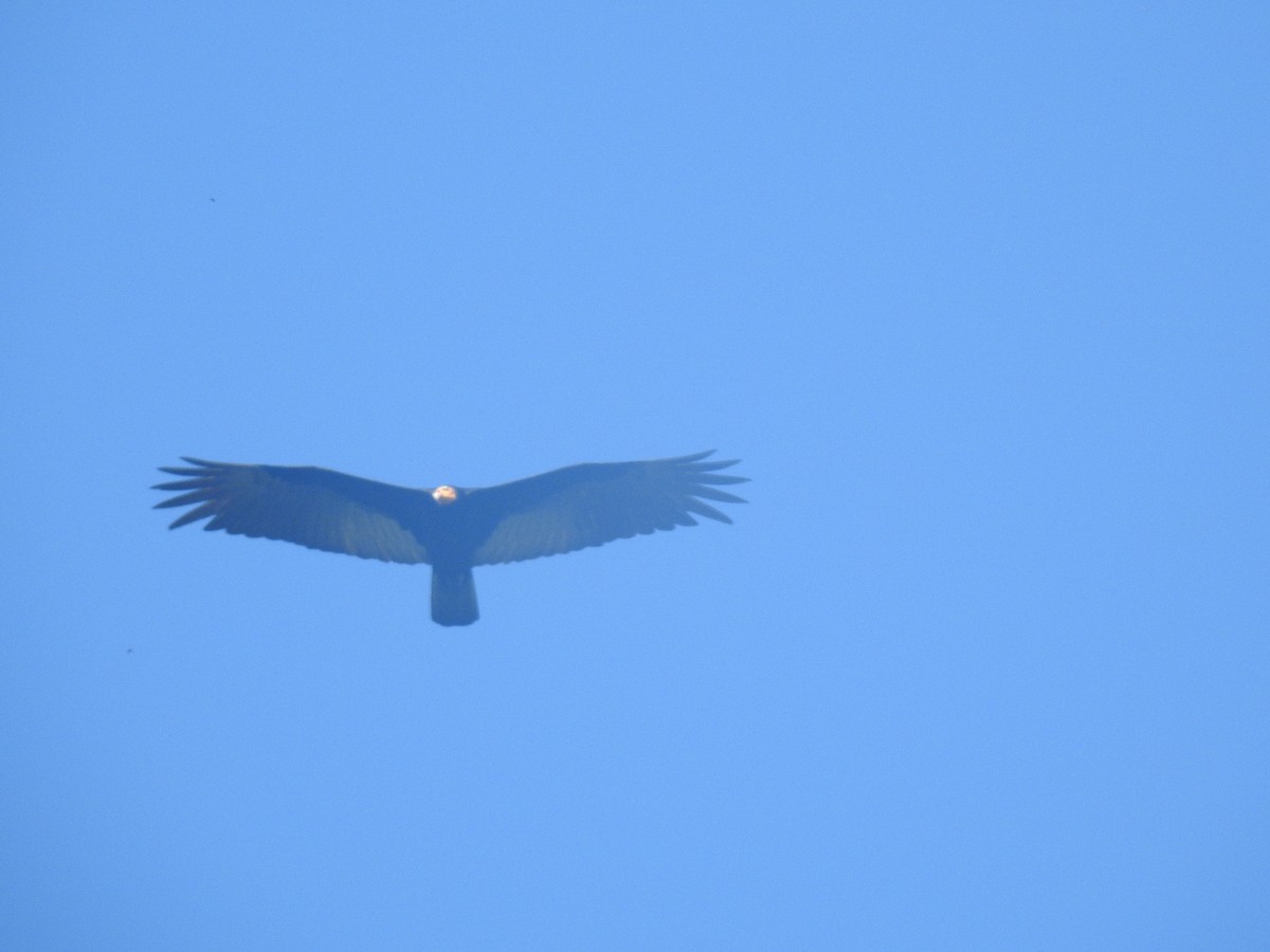 Greater Yellow-headed Vulture - ML167845671