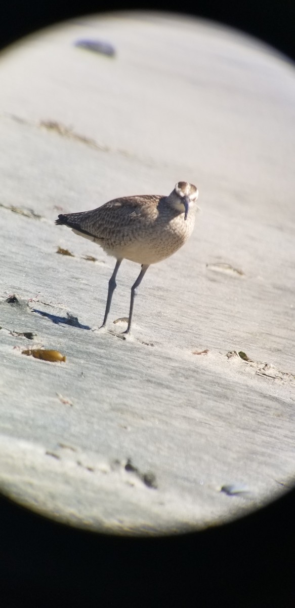 Whimbrel (Hudsonian) - Donald Pendleton