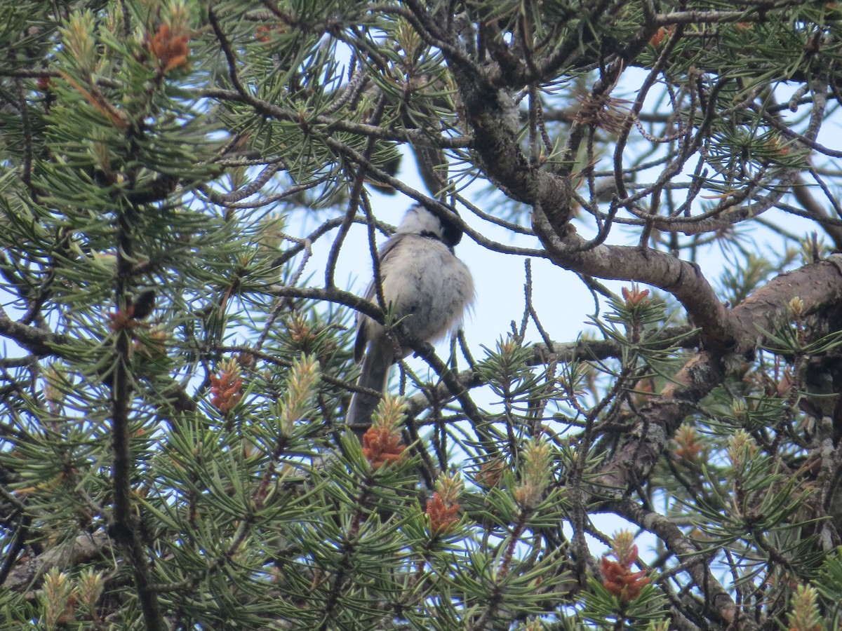 Mésange à tête noire - ML167847661