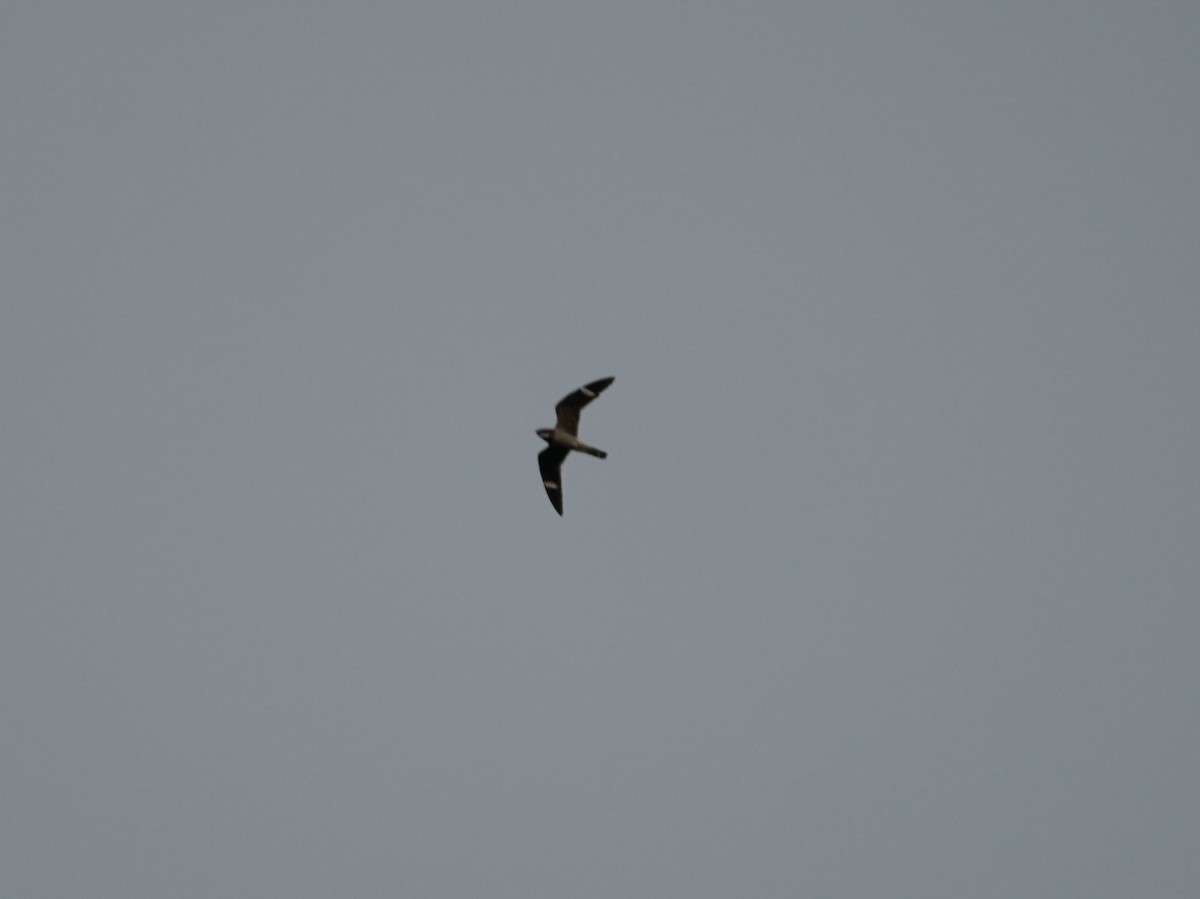 Common Nighthawk - james barry