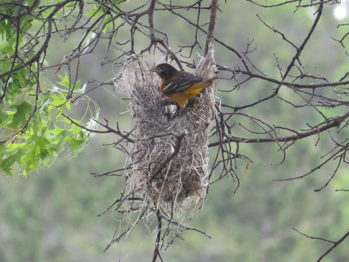 Baltimore Oriole - james barry