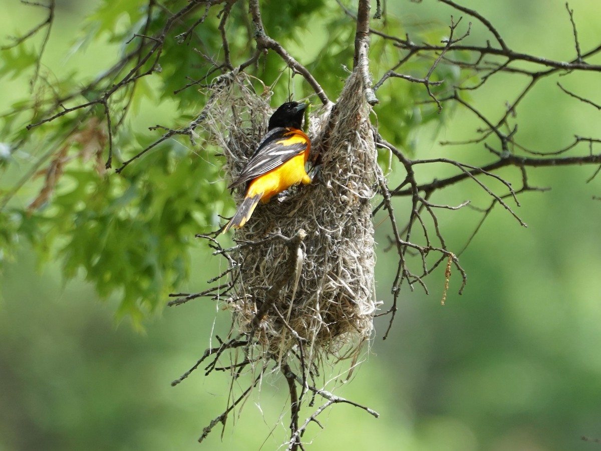 Baltimore Oriole - james barry