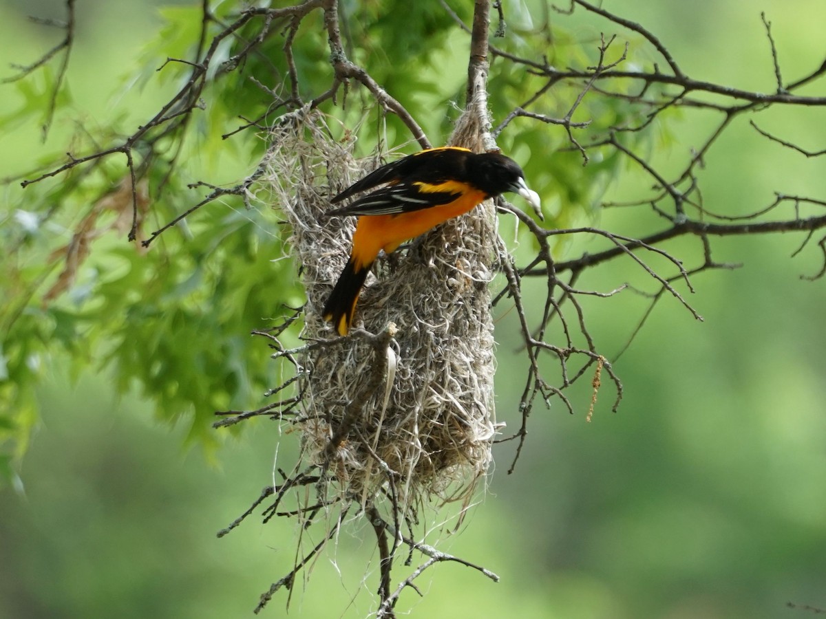 Baltimore Oriole - james barry