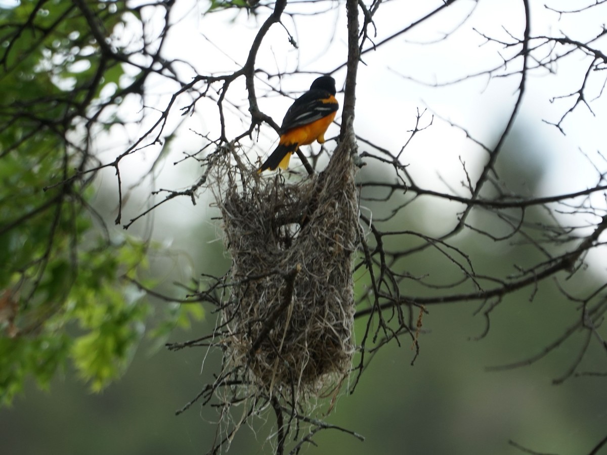 Baltimore Oriole - james barry