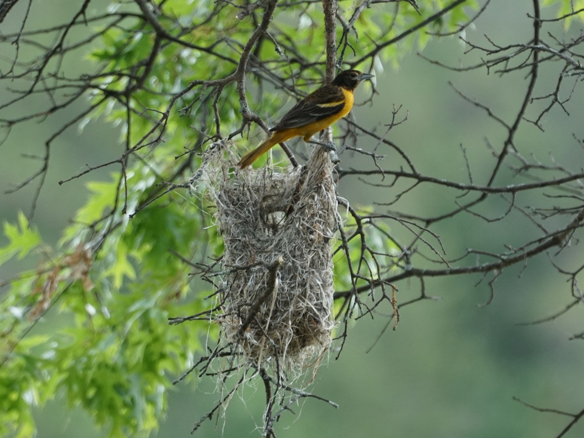 Baltimore Oriole - james barry