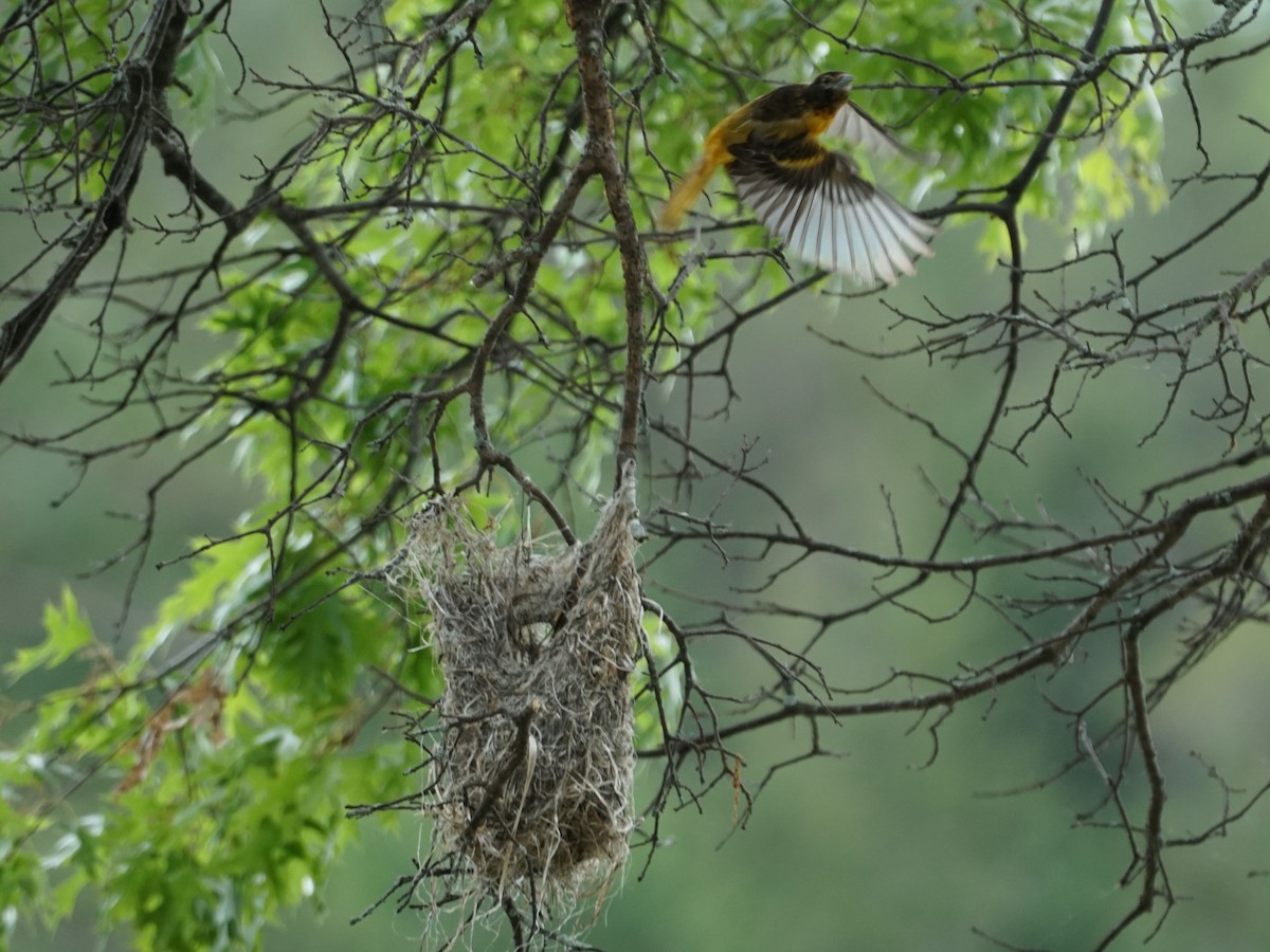 Baltimore Oriole - james barry