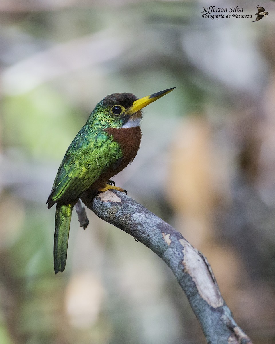 Yellow-billed Jacamar - Jefferson Silva