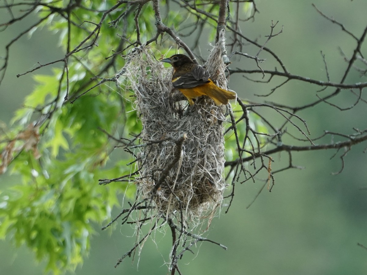 Baltimore Oriole - james barry