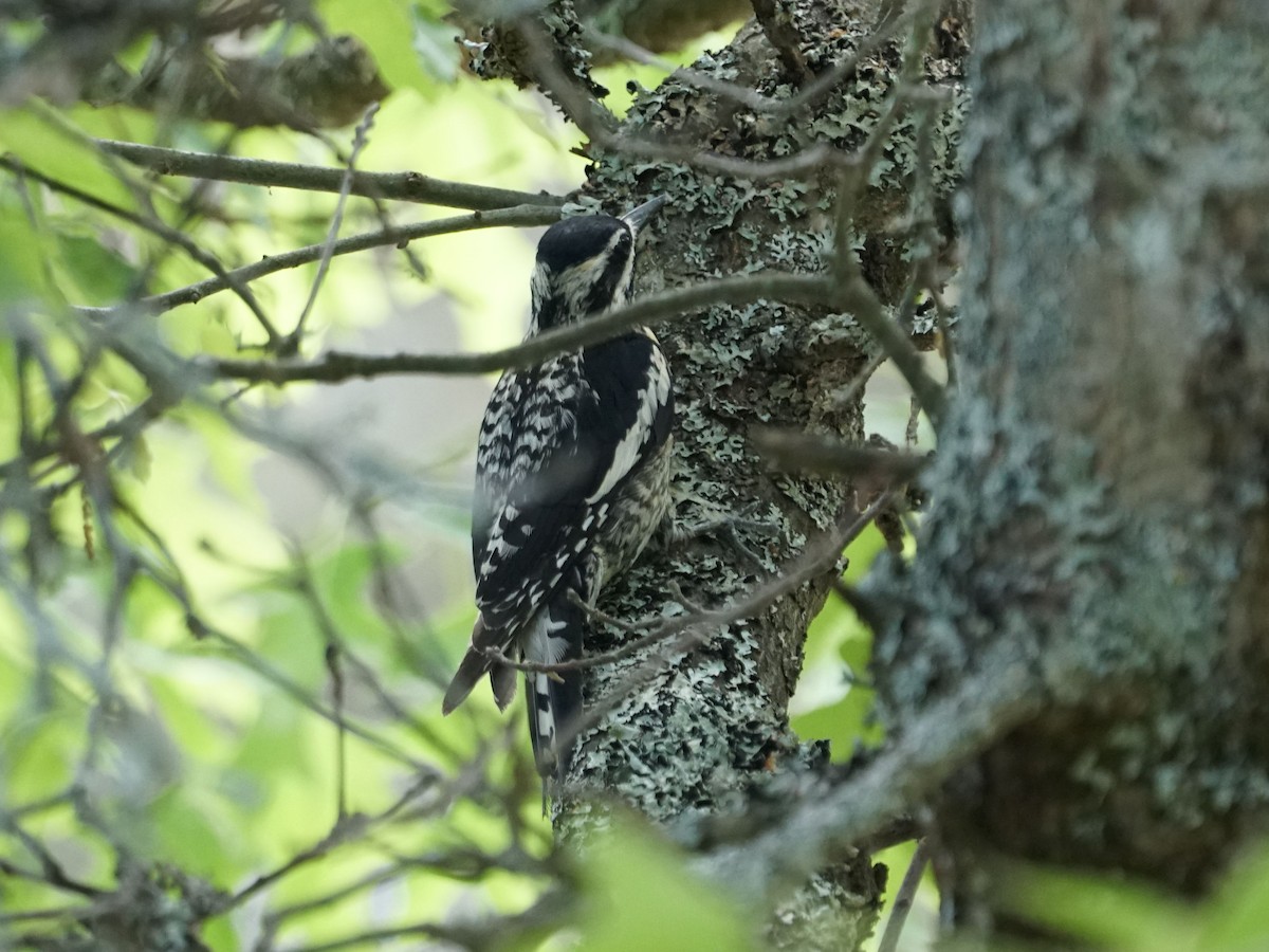 Yellow-bellied Sapsucker - ML167847901