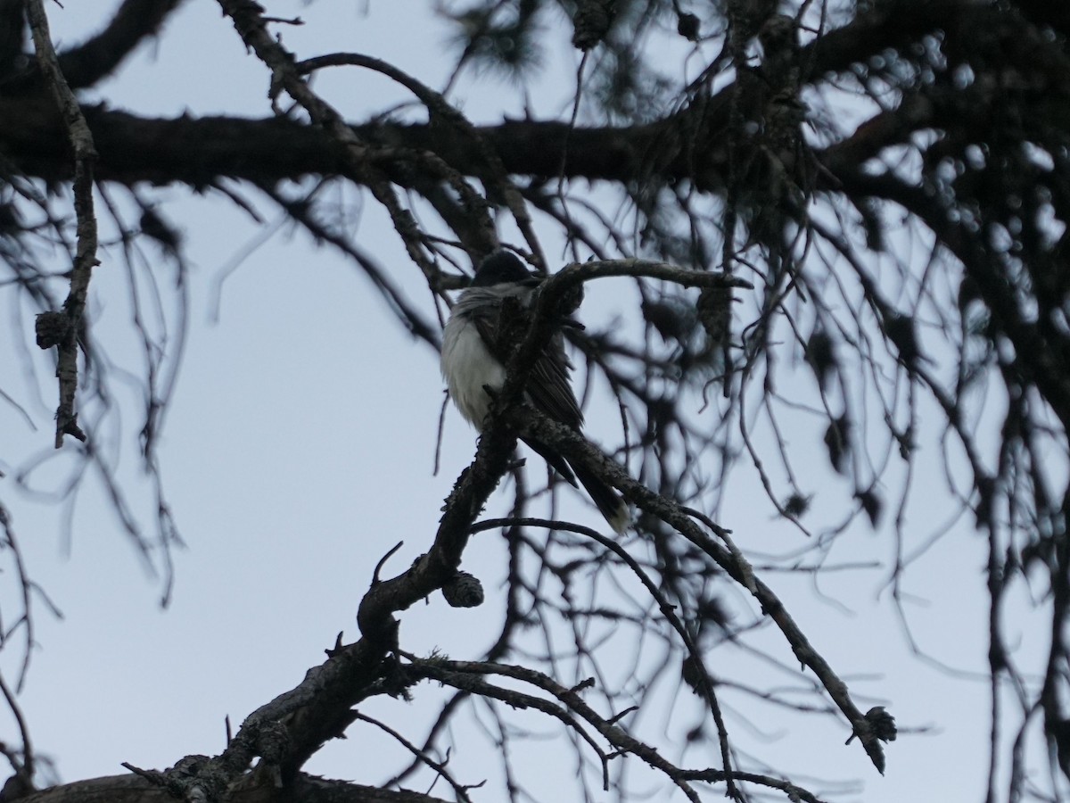 Eastern Kingbird - ML167847931