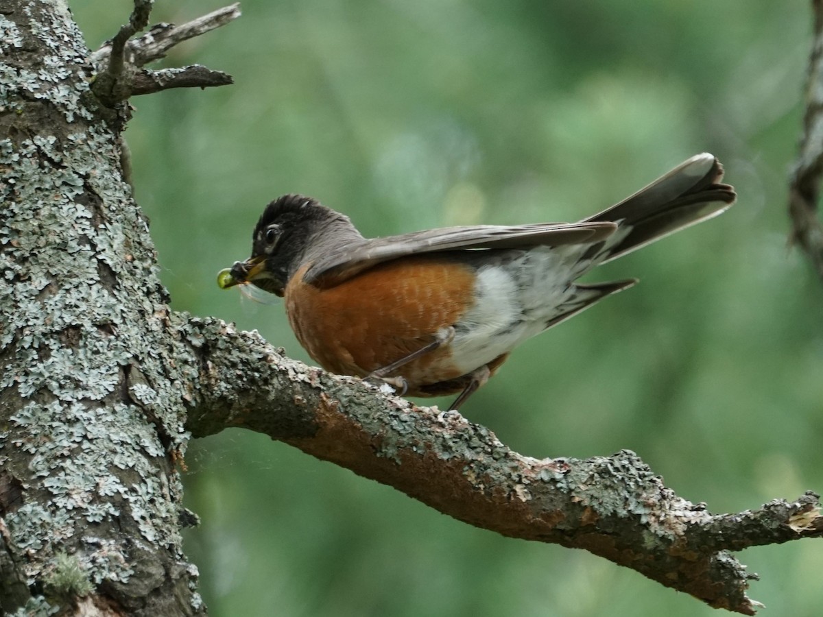 American Robin - james barry