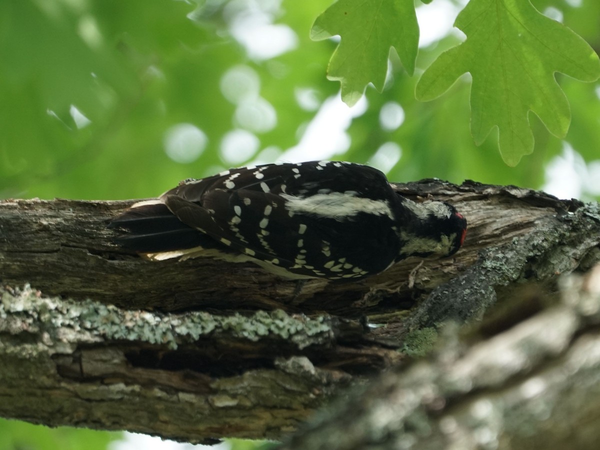 Hairy Woodpecker - ML167848101