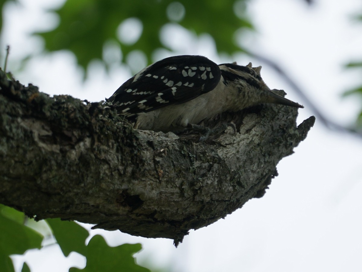 Hairy Woodpecker - james barry