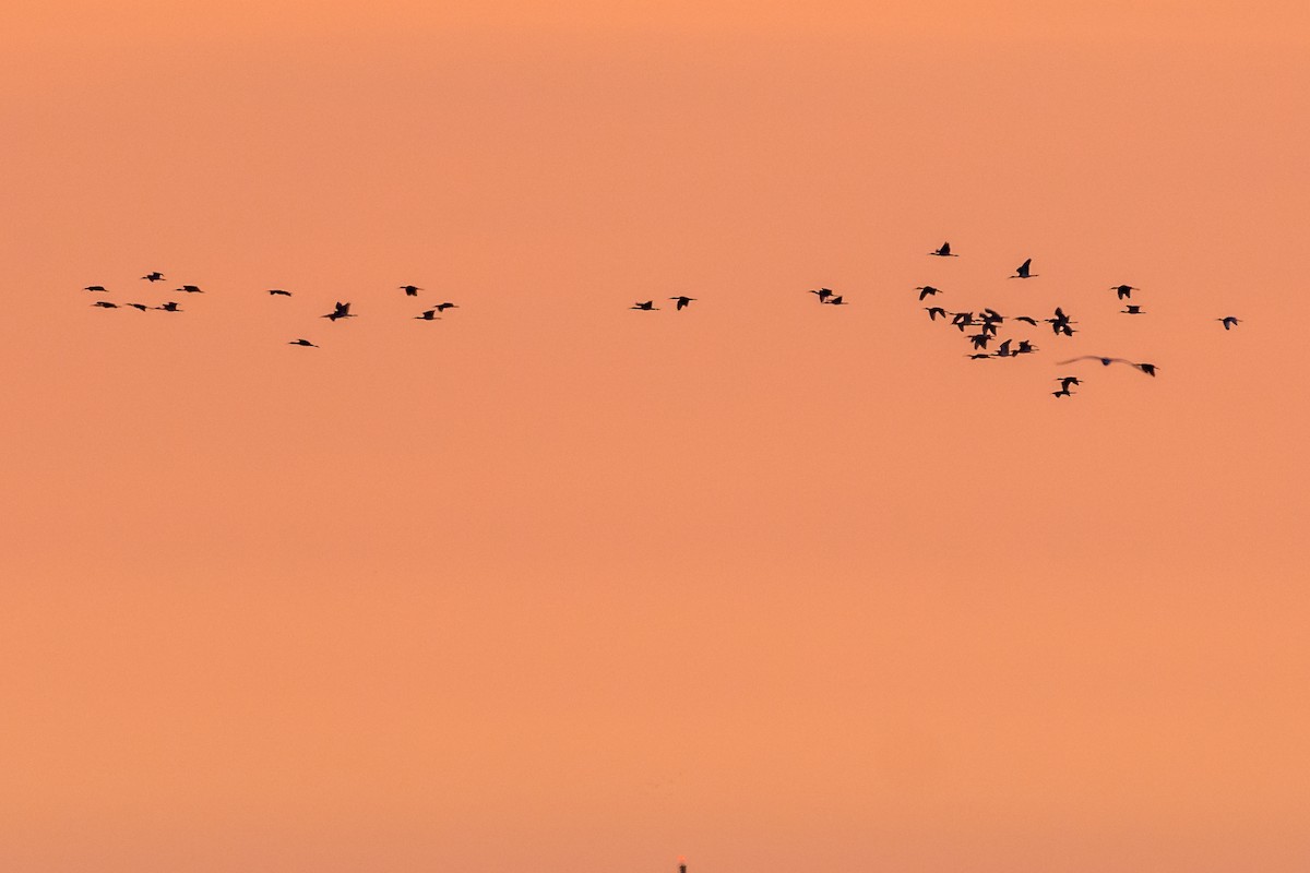 White Ibis - ML167849001
