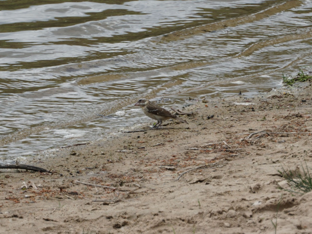 Rose-breasted Grosbeak - ML167849401