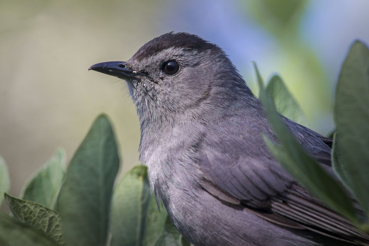 Gray Catbird - Matthew Pendleton