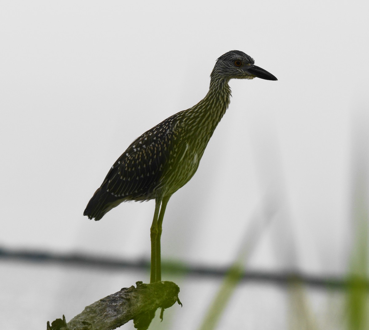 Yellow-crowned Night Heron - ML167849961