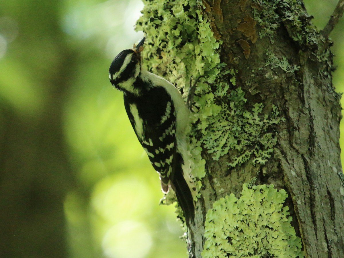 Downy Woodpecker - ML167851131