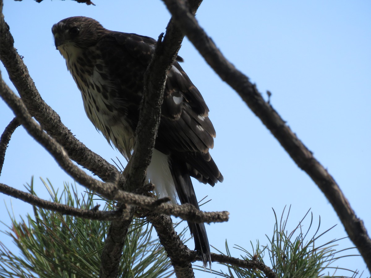 Cooper's Hawk - ML167851571