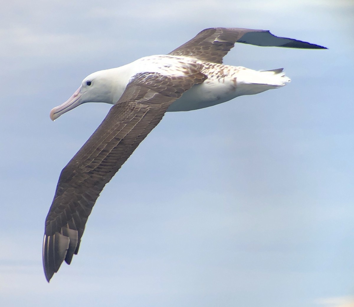 Albatros Real del Norte - ML167855081