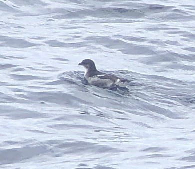 Peruvian Diving-Petrel - ML167855631