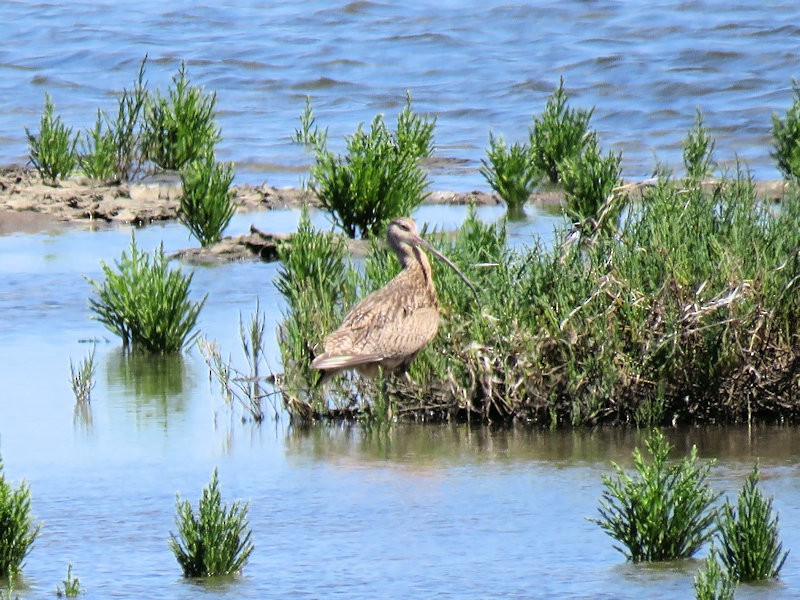 Long-billed Curlew - Dean Newhouse