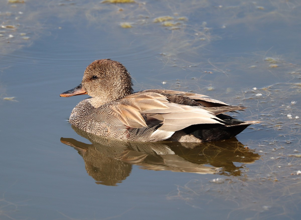 Gadwall - Maria Pacheco