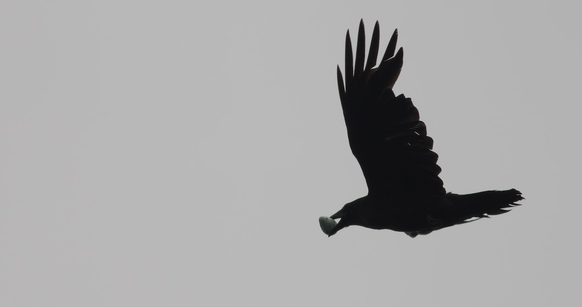 Common Raven - Andrew Dreelin
