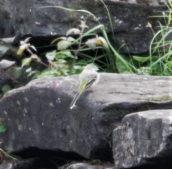 Gray Wagtail - ML167857971