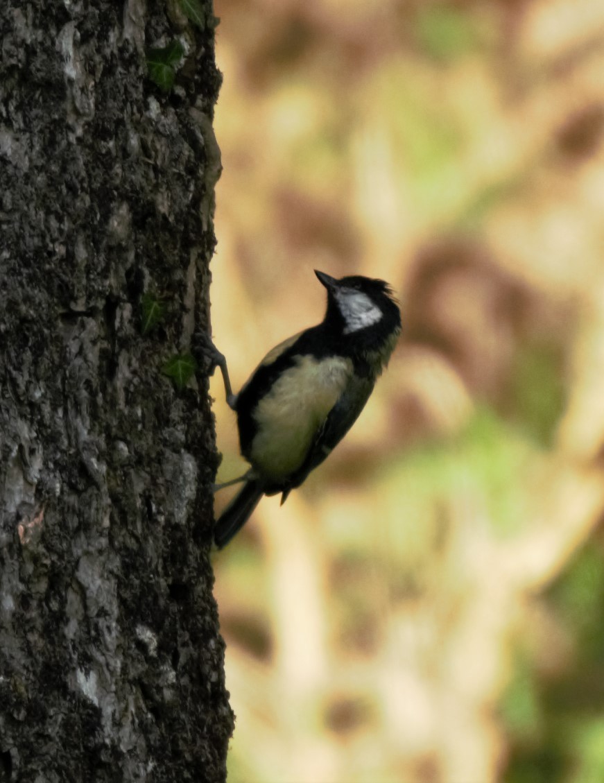 Mésange charbonnière - ML167859781