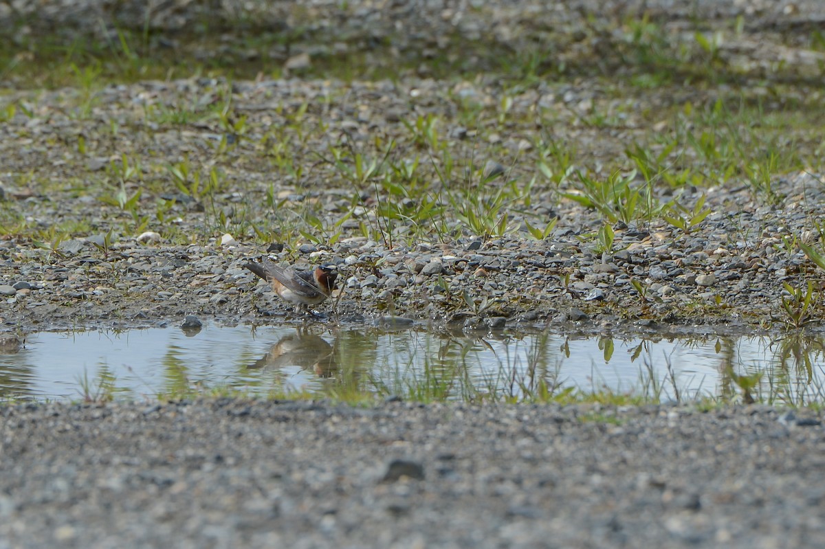 Cliff Swallow - ML167861331