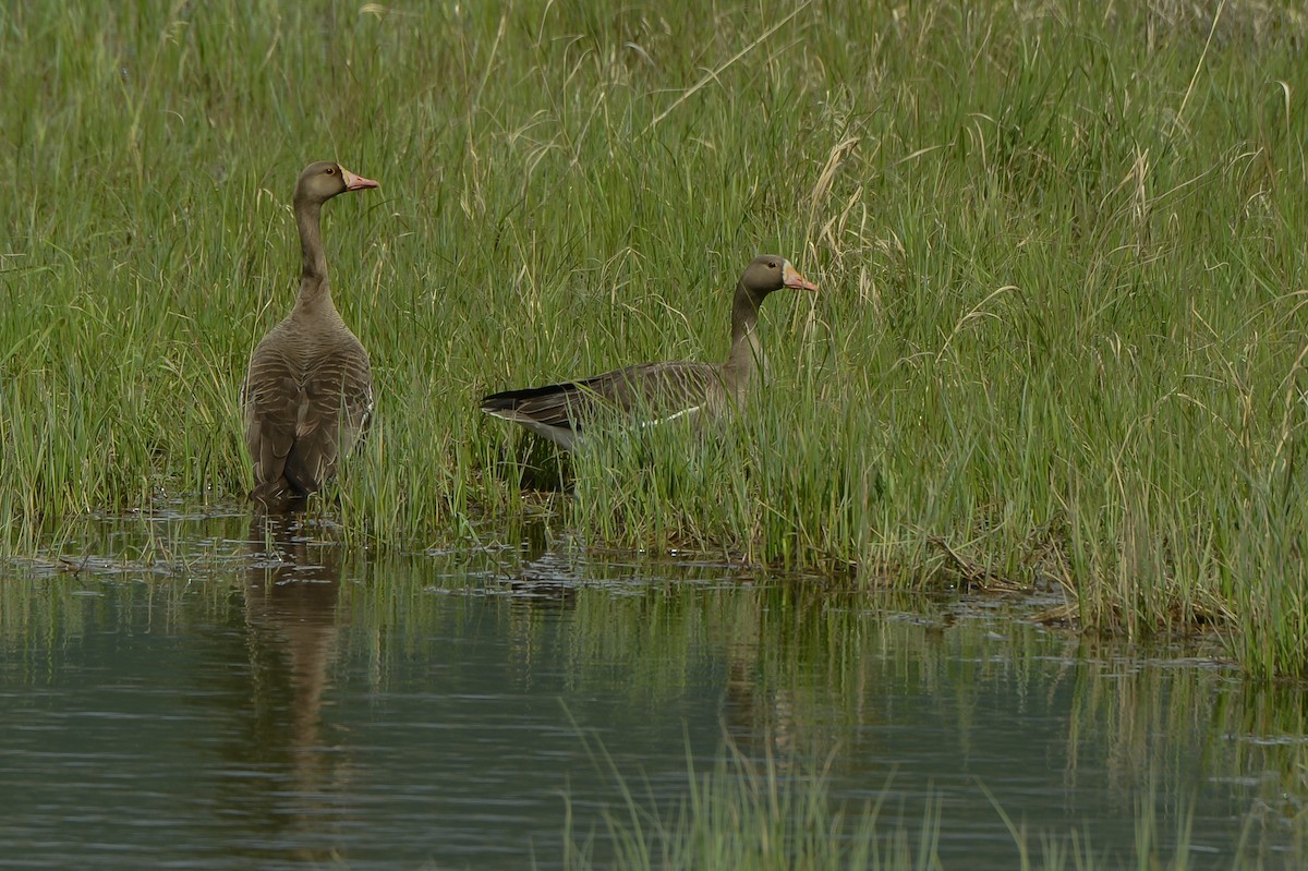 Greater White-fronted Goose - ML167861591