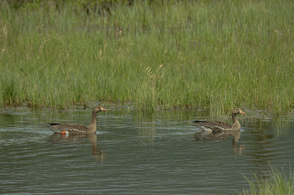 Greater White-fronted Goose - ML167861651