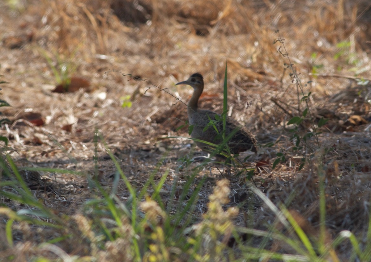 Red-winged Tinamou - ML167862391