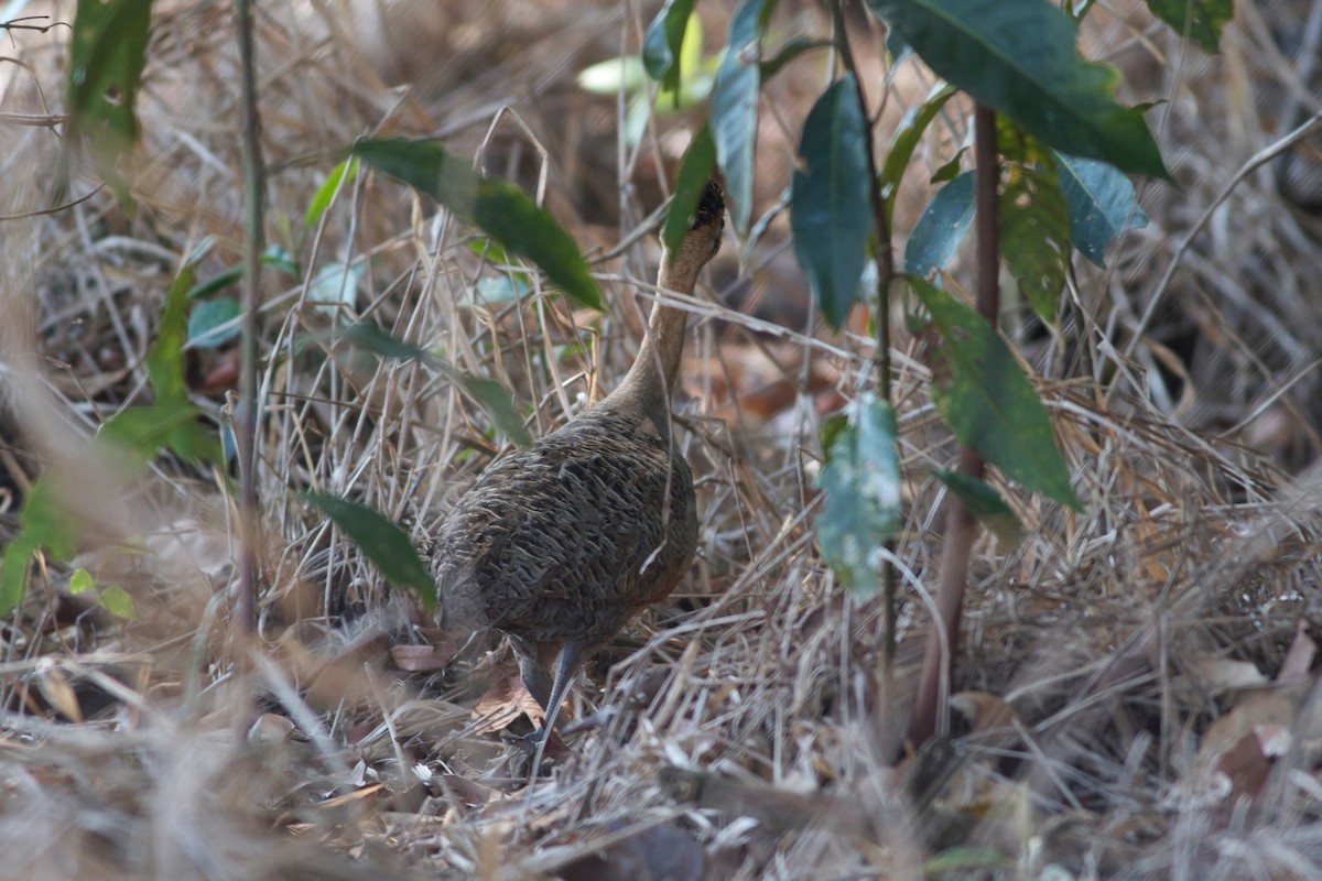 Red-winged Tinamou - ML167862401