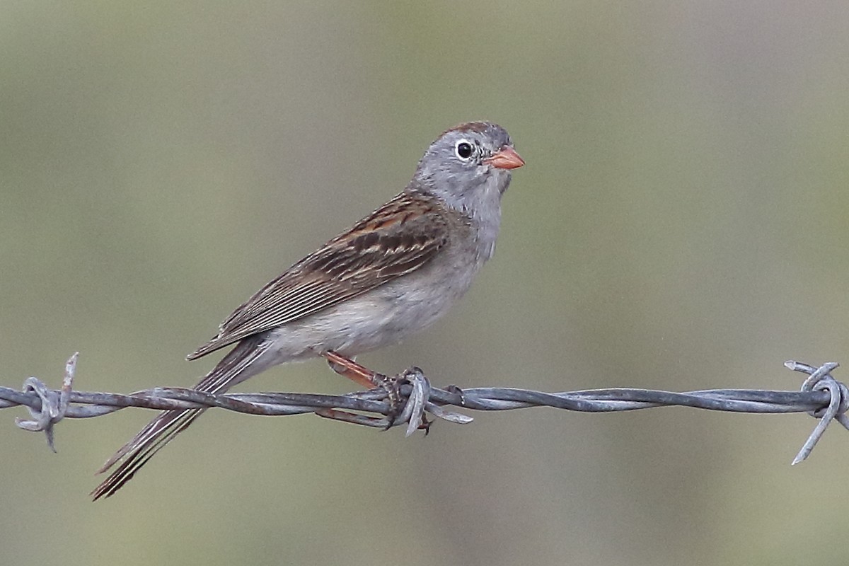 Worthen's Sparrow - Mark L. Hoffman