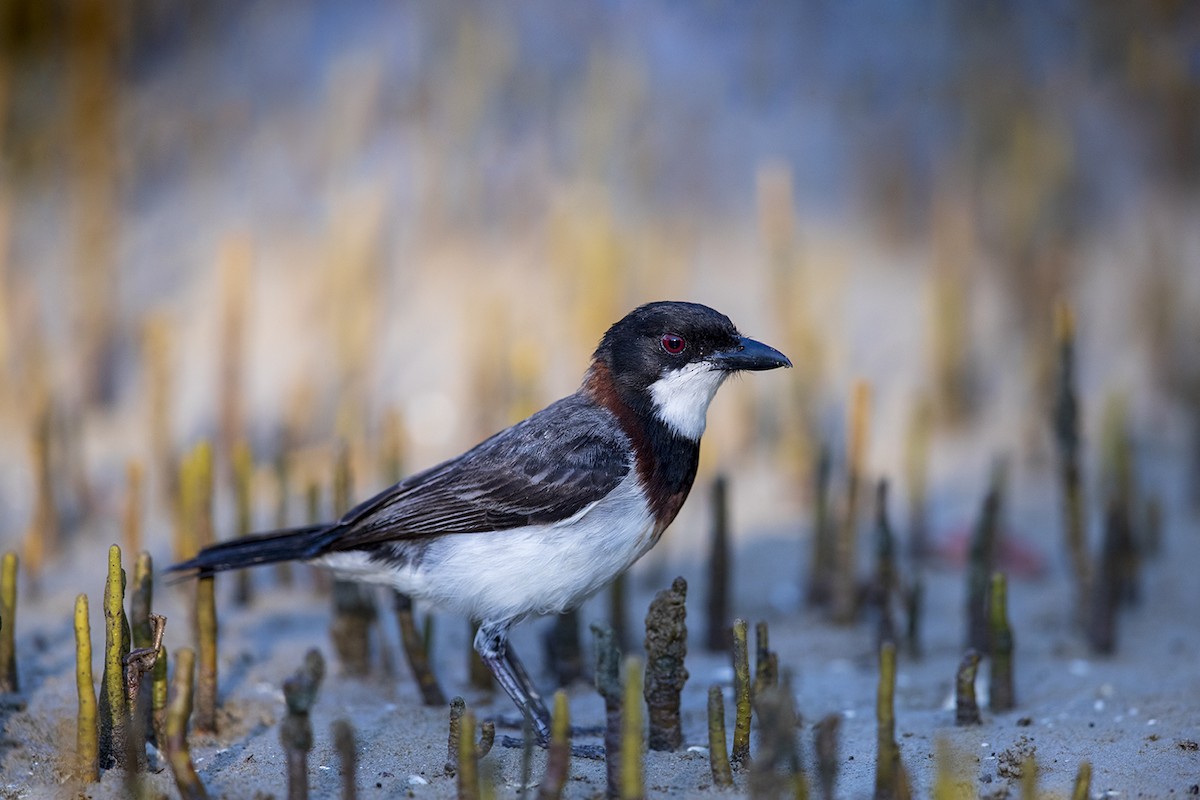 White-breasted Whistler - Laurie Ross | Tracks Birding & Photography Tours