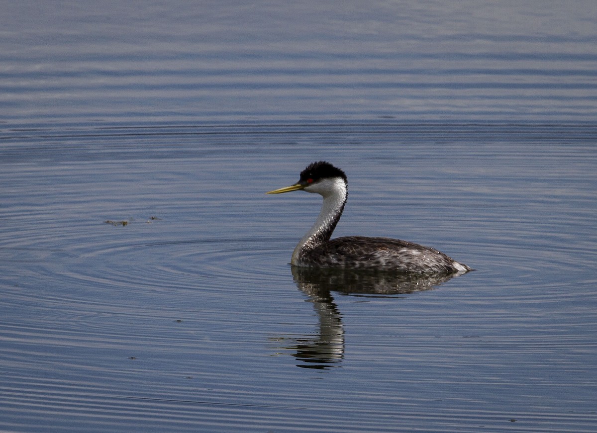 Western Grebe - ML167864311