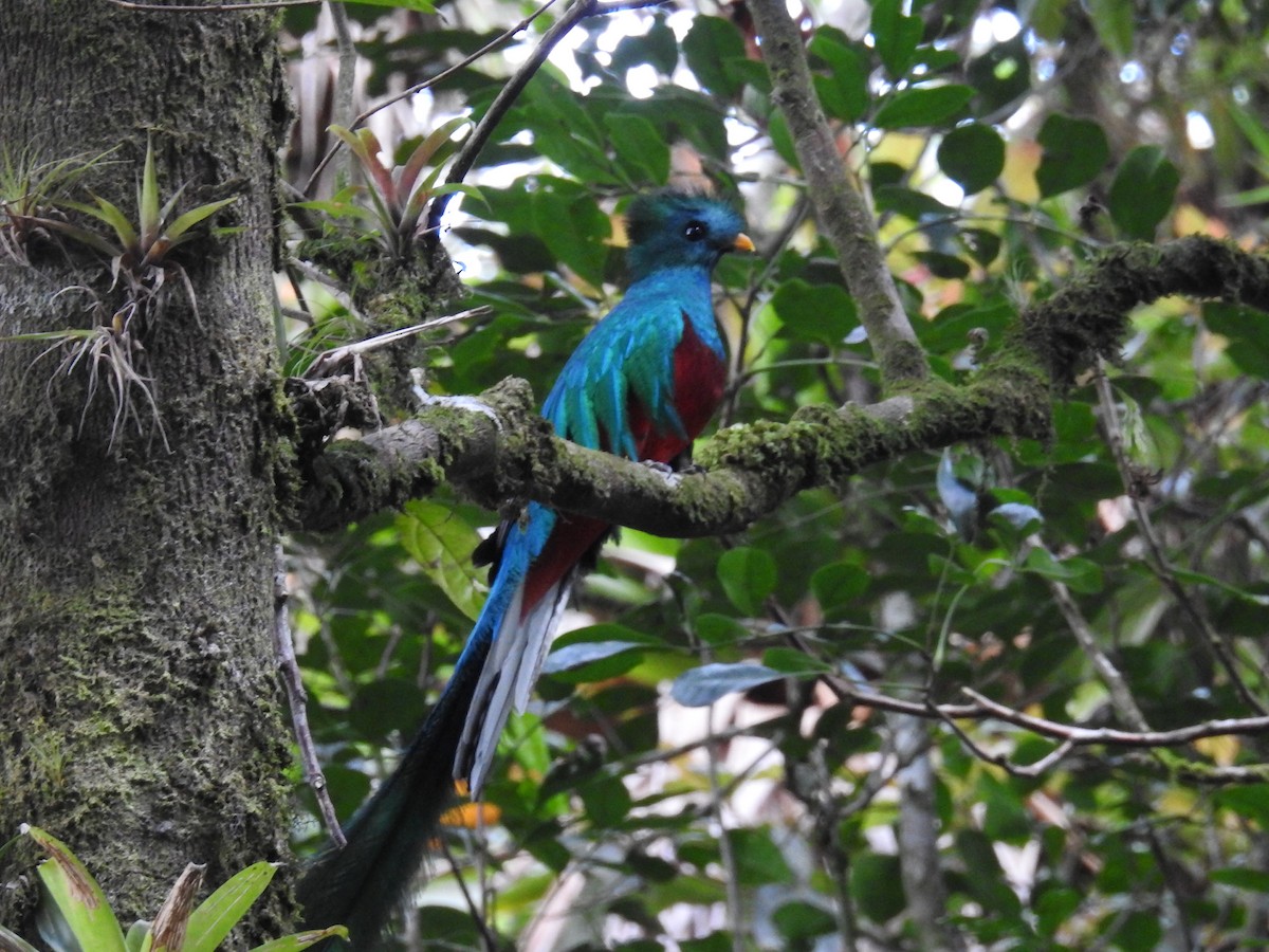 Resplendent Quetzal - ML167865511