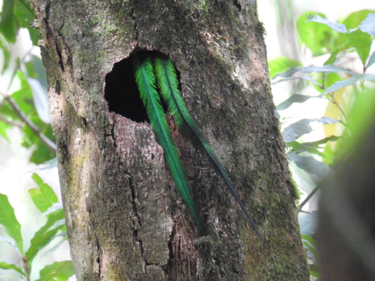 Resplendent Quetzal - ML167865541