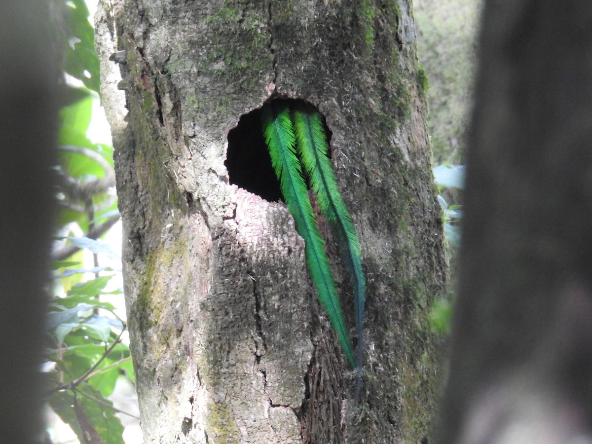 Resplendent Quetzal - ML167865551