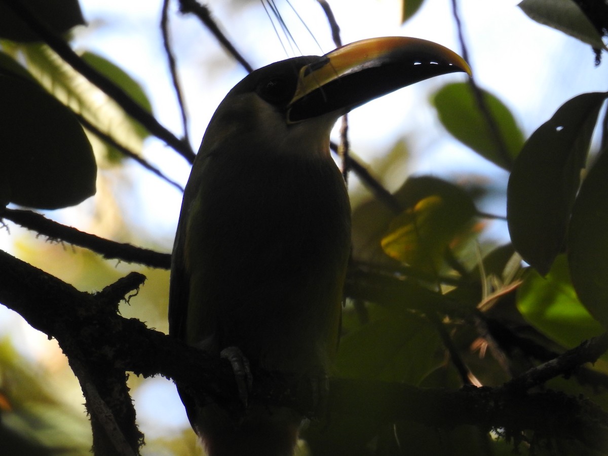 Northern Emerald-Toucanet - ML167865571