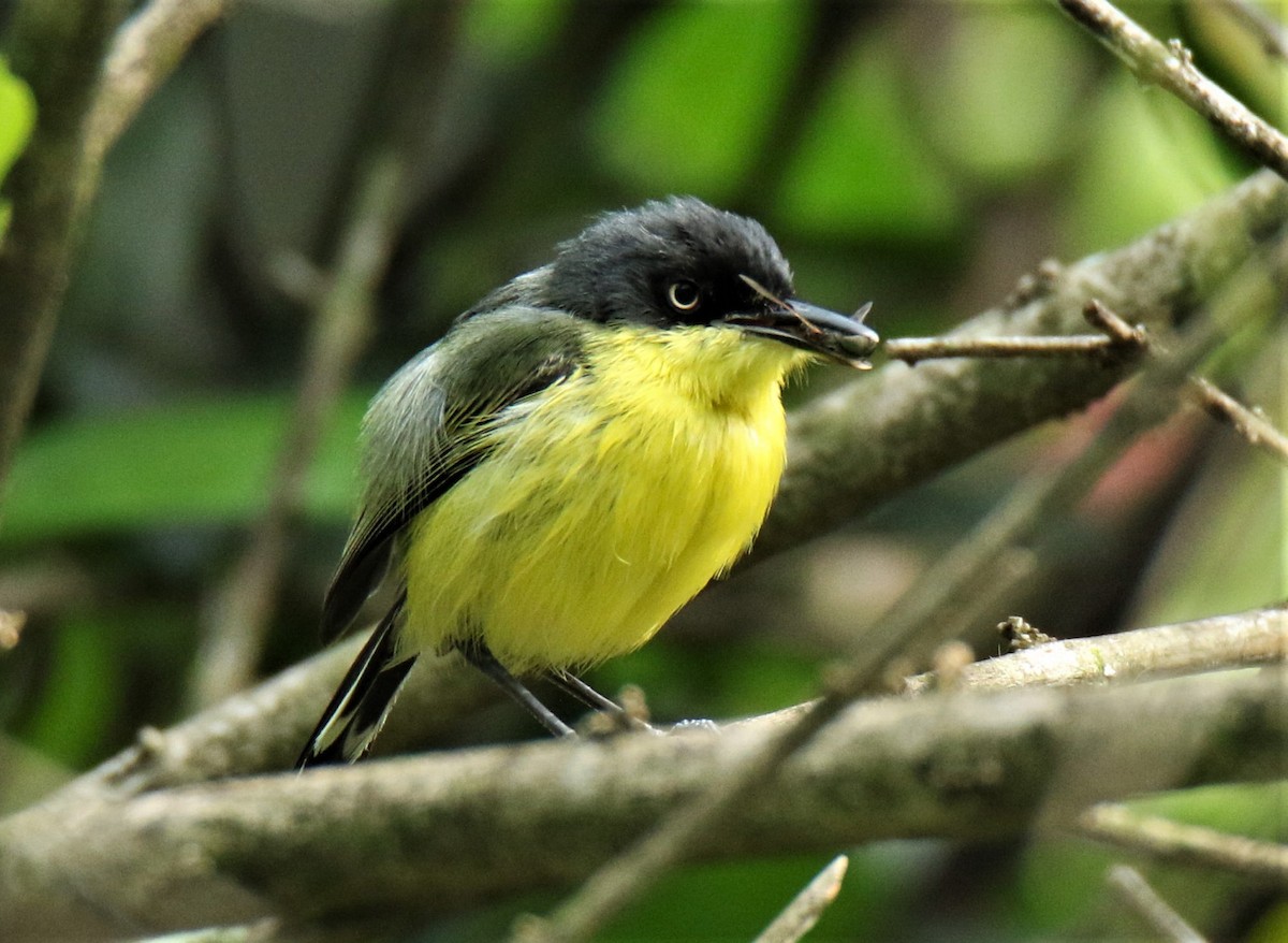 Common Tody-Flycatcher - ML167866161