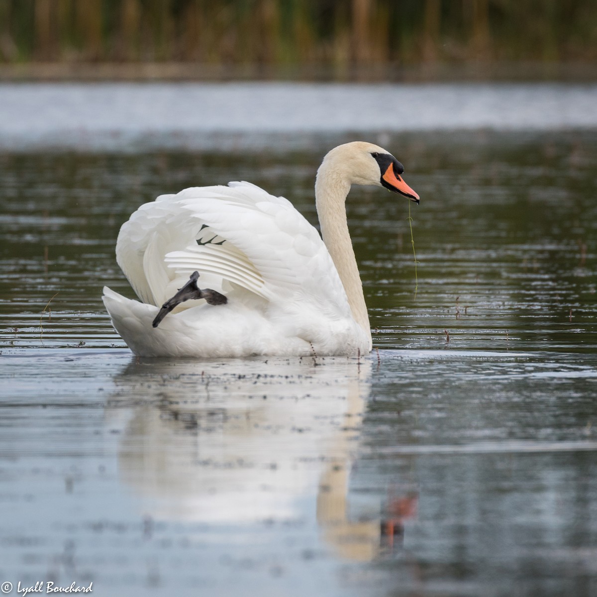 Mute Swan - Lyall Bouchard