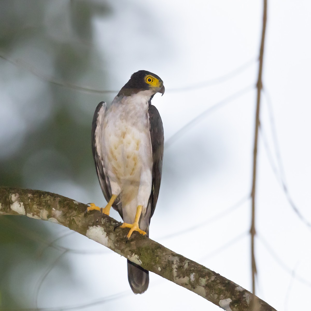 Gray-bellied Hawk - ML167867091