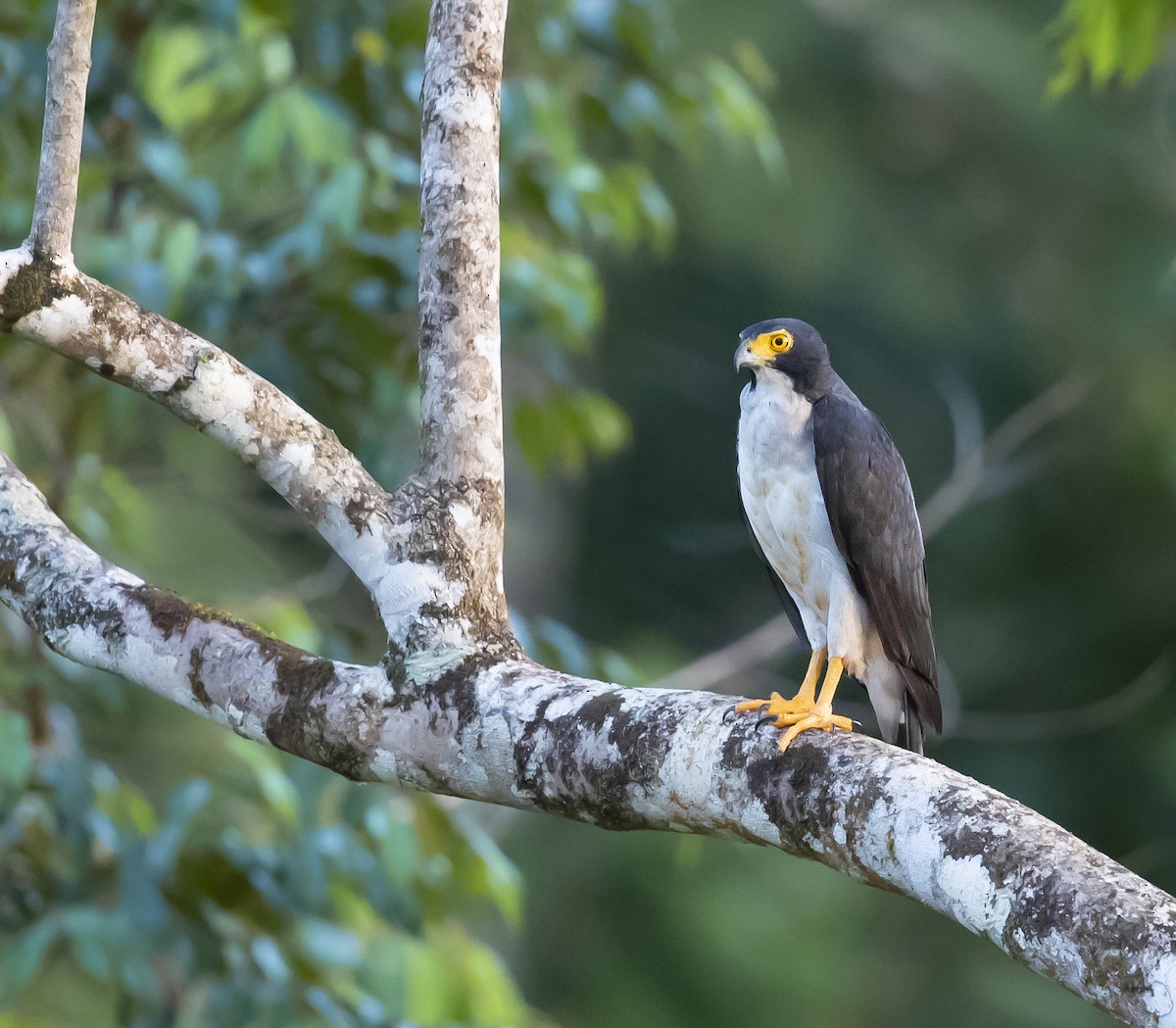 Gray-bellied Hawk - JIAJIE Sun