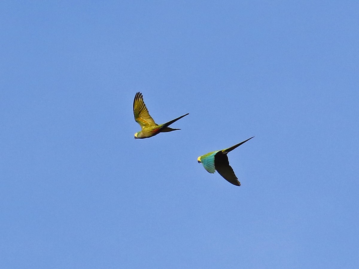 Red-bellied Macaw - ML167867161