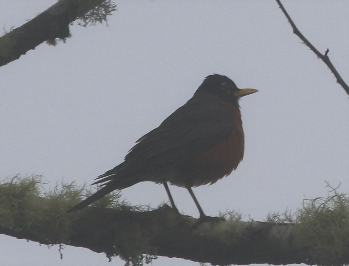 American Robin - ML167870221