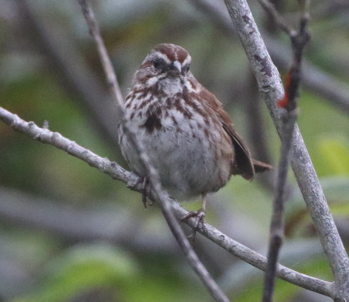 Song Sparrow - ML167870301